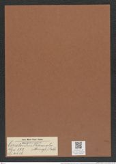 Cerataulus thermalis (Menegli.) Ralfs. (de-Toni-Nr.: Genus 173, Species 4436) Zeichnungen Sammlung Grunow Mappe 04370 (Herbarium_W_Grunow_drawings_Folder_04370)